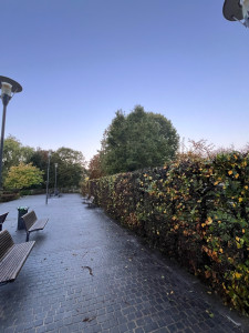 Photo de galerie - Taille de haies et d'arbustes