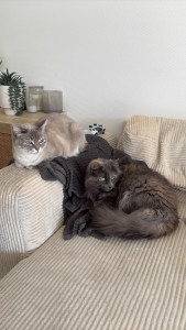 Photo de galerie - Voici mes animaux 