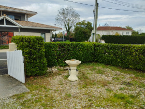 Photo de galerie - Taille d'une haie de Laurier cerise tout autour d'une maison ! ?