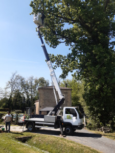 Photo de galerie - Elagage et coupe d'arbres