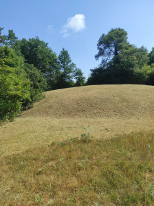 Photo de galerie - Tonte de pelouse - Débroussaillage