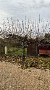 Photo de galerie - Taille 