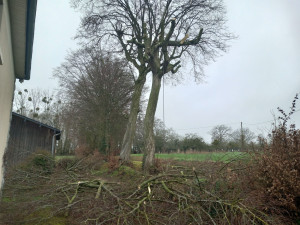 Photo de galerie - Elagage et coupe d'arbres