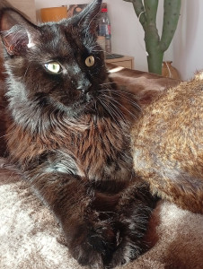 Photo de galerie - Mon chat ?