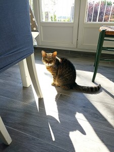 Photo de galerie - Garde chat