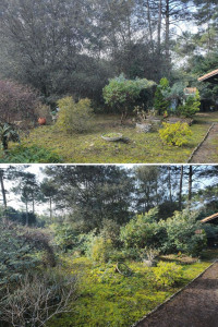 Photo de galerie - Avant/après nettoyage parcelle 
