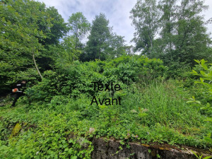 Photo de galerie - Elagage et coupe d'arbres