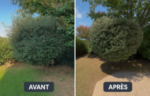 Photo de galerie - Taille arbuste 