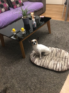 Photo de galerie - Ma Belle Romy