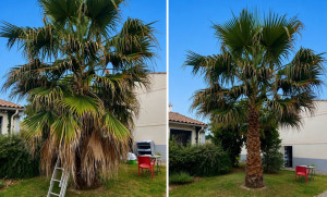 Photo de galerie - Taille palmiers 