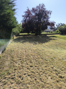 Photo de galerie - Tonte de pelouse - Débroussaillage