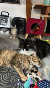 Photo de galerie - Garde de trois chats Maine Coon pendant les vacances de leurs maîtres