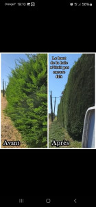 Photo de galerie - Taille de haies