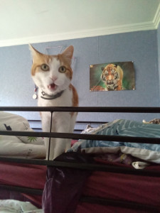 Photo de galerie - Garde chat