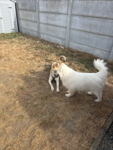 Photo de galerie - Garde chien