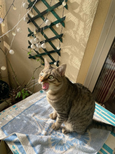 Photo de galerie - Le chat Mallow :) Garde chez sa propriétaire 
