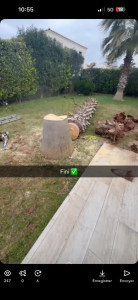 Photo de galerie - Abattage palmier Washingtonia 8 mettre 