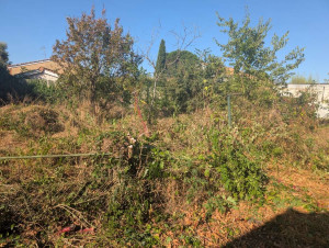 Photo de galerie - Tonte de pelouse - Débroussaillage