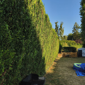 Photo de galerie - Taille d'une haie de 20m de long et 3m de haut 