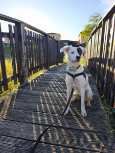 Photo de galerie - Garde chien