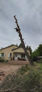 Photo de galerie - Elagage et coupe d'arbres