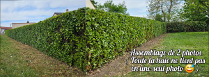Photo de galerie - Taille de haies et d'arbustes