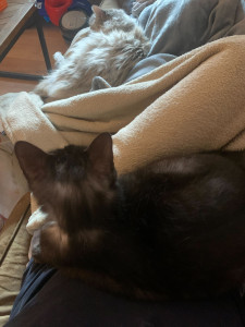 Photo de galerie - Un chat que j'ai gardé et mon chat, ok enfants et chiens