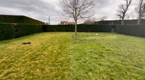 Photo de galerie - Taille de haie 