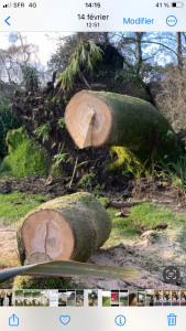 Photo de galerie - Elagage 