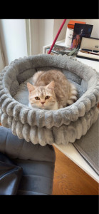Photo de galerie - Garde chat
