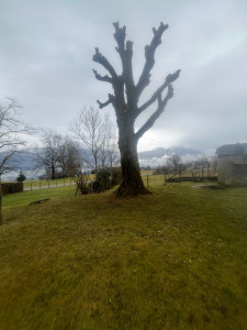 Photo de galerie - Elagage et coupe d'arbres