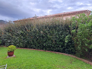 Photo de galerie - Haie d'eleagnus, hauteur 3,50m, pas taillée depuis 3 ans.