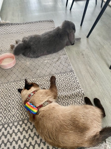 Photo de galerie - Pancakes venue séjourner quelques jours chez moi, en bonne compagnie avec mon chat, Chanel