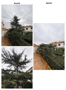 Photo de galerie - Réduction de taille d’un cèdre 