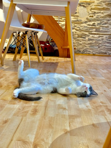 Photo de galerie - Garde chat