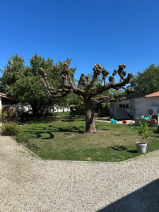 Photo de galerie - Elagage et coupe d'arbres