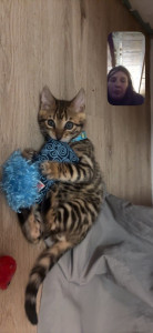 Photo de galerie - Chaton bengal