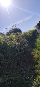 Photo de galerie - Elagage et coupe d'arbres
