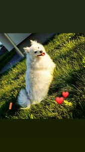 Photo de galerie - J'ai un adorable Spitz japonais, et c'est également avec plaisir que je pourrais promener le/les vôtres, les garder, m'en occuper pendant votre absence éventuelle... Je les aime énormément et ils me le rendent bien ;)