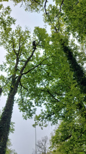 Photo de galerie - élagage d'un grand chêne 