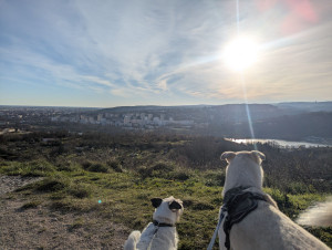 Photo de galerie - Paco et Burpee ? que je promène à Talant