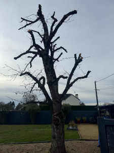 Photo de galerie - TAILLE DE RESTRUCTURATION D’UN CERISIER 