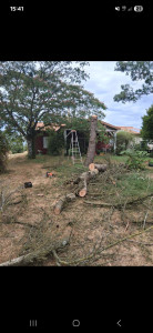 Photo de galerie - Abattage d'un  sapin