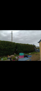 Photo de galerie - Taille de haies
