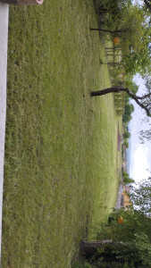 Photo de galerie - Tonte, débroussaillage 600m²