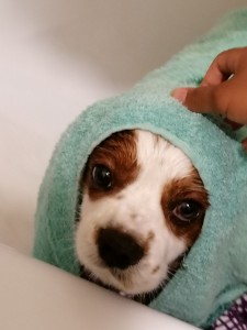 Photo de galerie - Garde chien