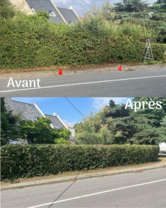 Photo de galerie - Taille de haie pyracantha 