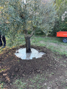 Photo de galerie - Plantation 