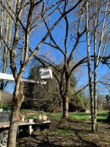 Photo de galerie - Intervention sur des arbres dangereux 