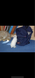 Photo de galerie - Garde Loony, jeune lapin nain 